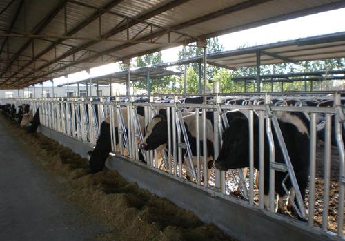 厂家直销牛颈夹 畜牧养殖设备 防疫产品高清图片